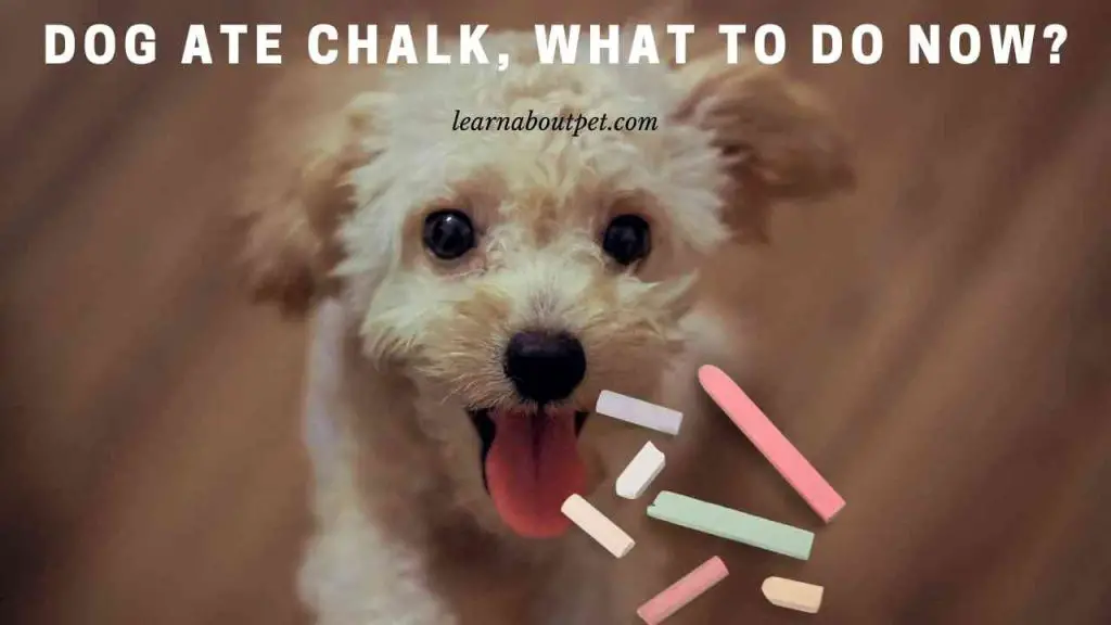 Dog ate chalk