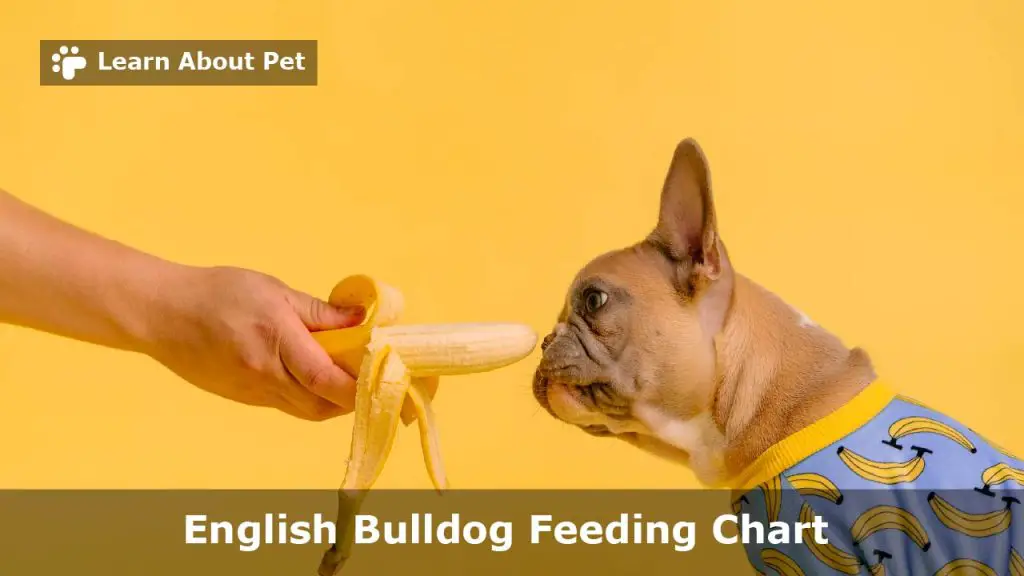 english-bulldog-feeding-chart-12-month-by-month-comprehensive-feeding-guide