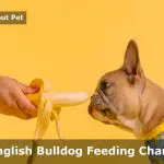 English Bulldog Feeding Chart : 12 Month By Month Comprehensive Feeding Guide