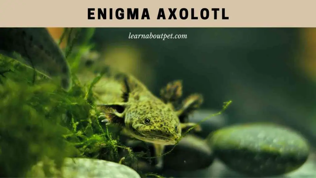 Enigma axolotl