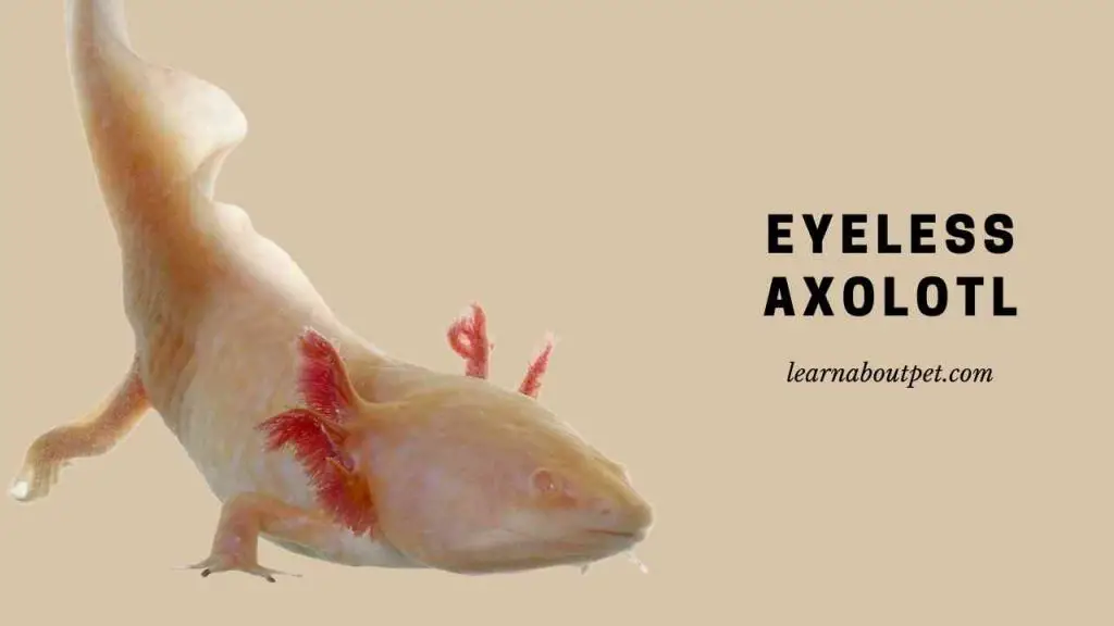 Eyeless axolotl