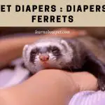Ferret Diapers : 3 Clear Ways To Litter Train Ferrets And Avoid Using Diapers For Ferrets