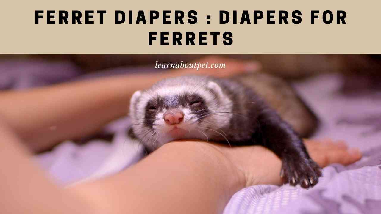 Ferret Diapers 3 Clear Ways To Litter Train Ferrets And Avoid Using