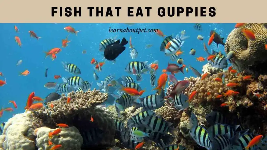 Angelfish with Guppies