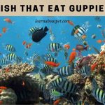 Fish that eat guppies