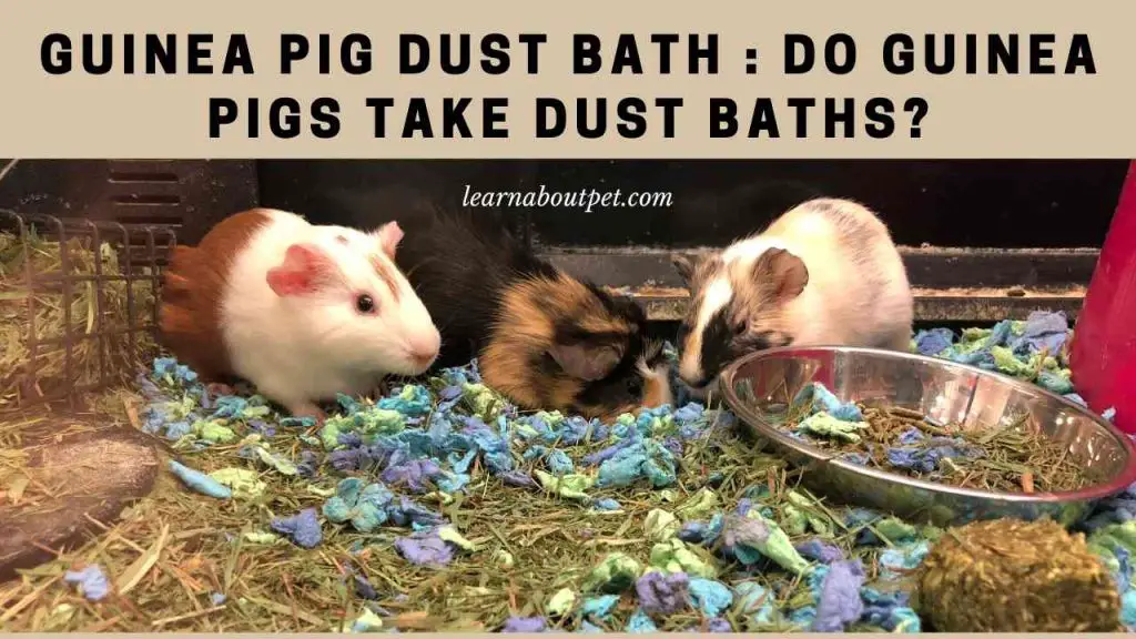 Guinea pig dust bath - do guinea pigs take dust baths