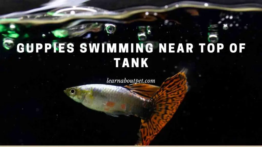 Guppies swimming near top of tank