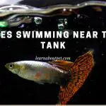 Why Are Guppies Swimming Near Top Of Tank? 7 Clear Facts