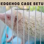 Hedgehog Cage Setup : (7 Interesting Ideas)