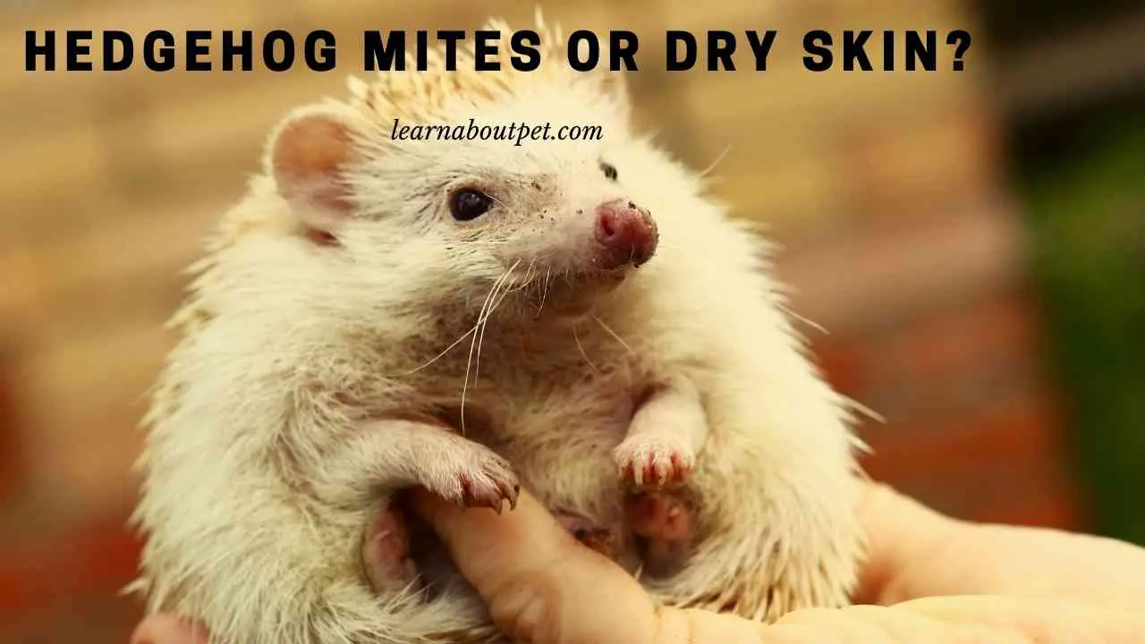 Hedgehog Mites Or Dry Skin? How To Identify? 7 Clear Tips