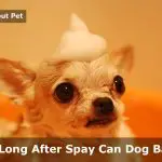 How Long After Spay Can Dog Bathe? 9 Interesting Facts