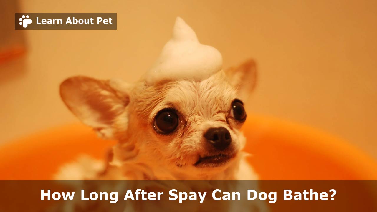 How Long After Spay Can Dog Bathe? 9 Interesting Facts - Learn About Pet