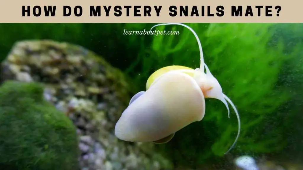How do mystery snails mate
