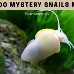 How Do Mystery Snails Mate? (9 Interesting Facts)