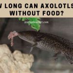 How long can axolotls go without food