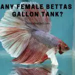 How many female bettas in a 10 gallon tank