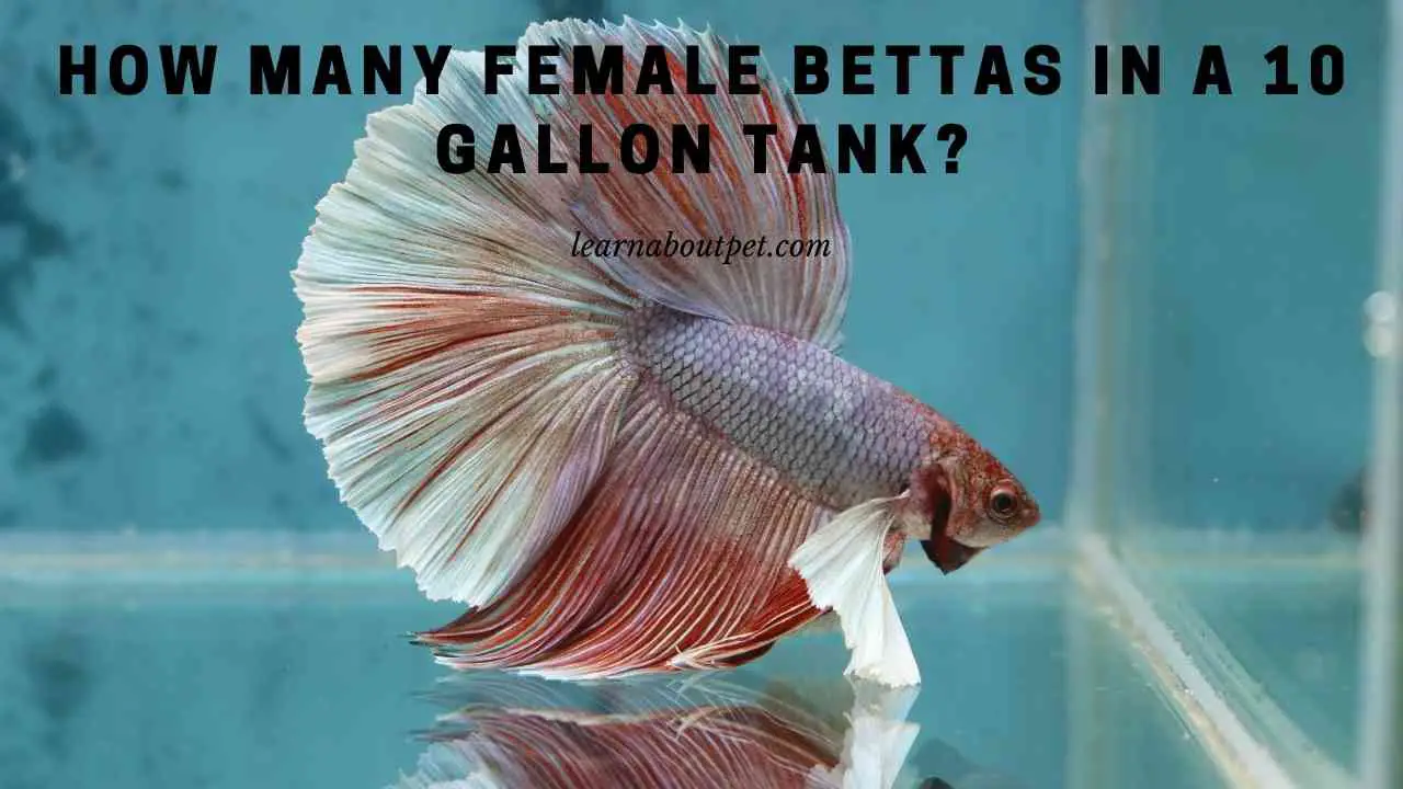 How Many Female Bettas In A 10 Gallon Tank? (7 Clear Facts)