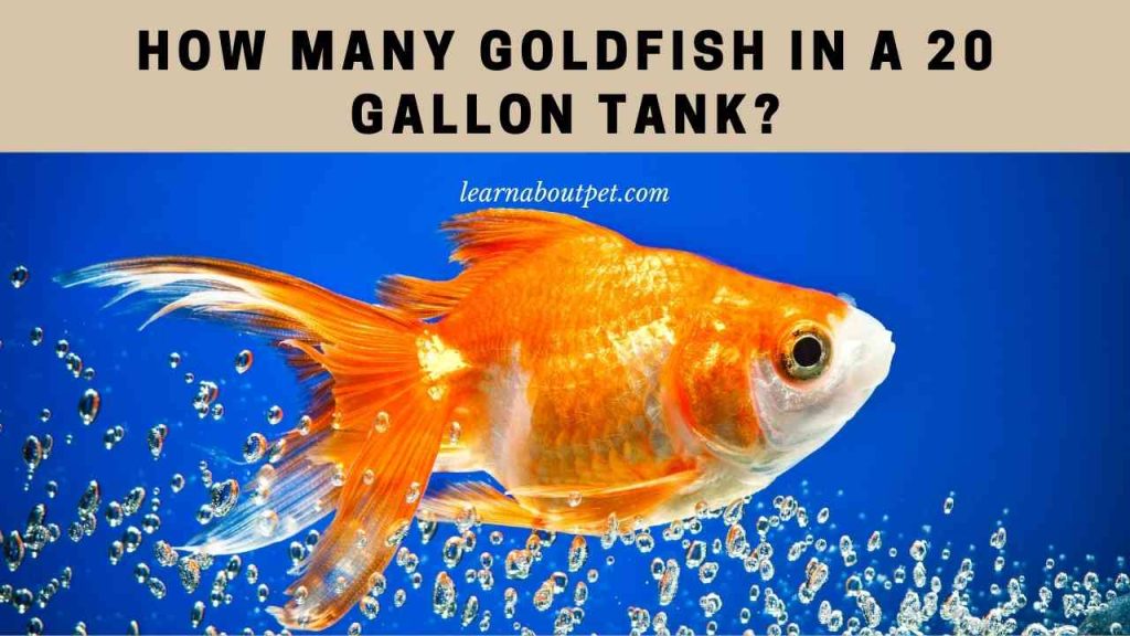 How many goldfish in a 20 gallon tank