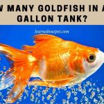 How many goldfish in a 20 gallon tank