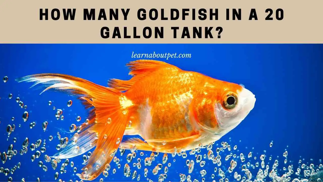 How Many Goldfish In A 20 Gallon Tank? (7 Cool Tips) - 2023