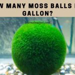 How many moss balls per gallon
