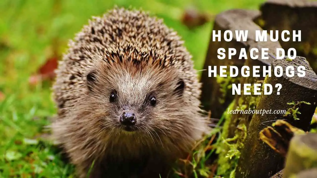 How Much Space Do Hedgehogs Need? 7 Cool Facts 2023