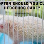 How Often Should You Clean A Hedgehog Cage? 5 Clear Tips How often should you clean a hedgehog cage