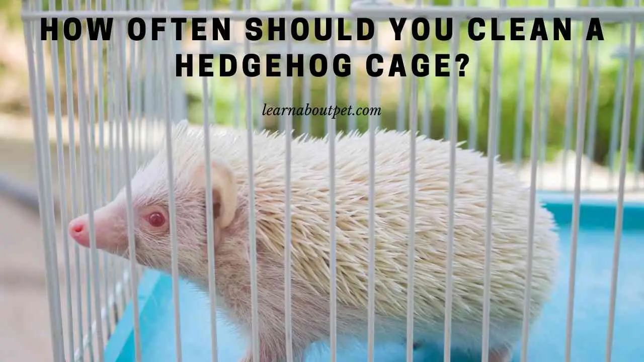 How Often Should You Clean A Hedgehog Cage? 5 Clear Tips