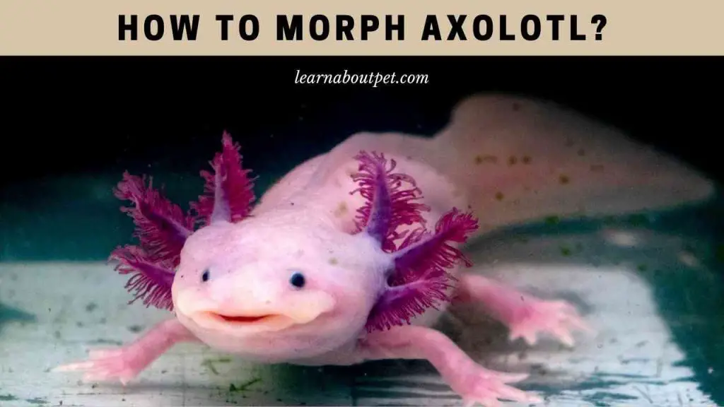 How to morph axolotl