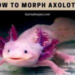 How To Morph Axolotls? (7 Interesting Facts) How to morph axolotl