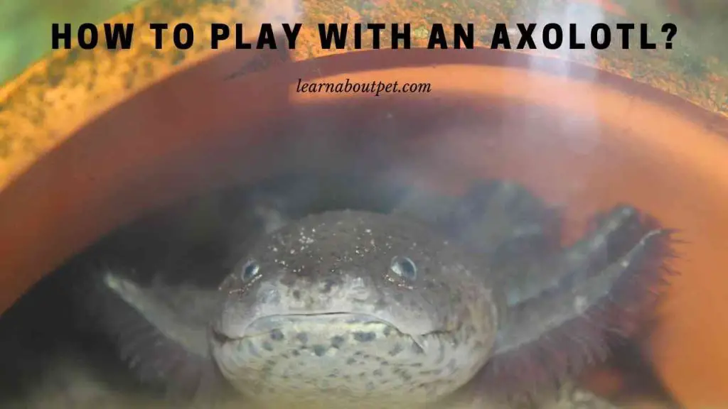 How to play with an axolotl