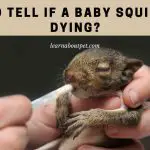 How To Tell If A Baby Squirrel Is Dying? 11 Menacing Facts