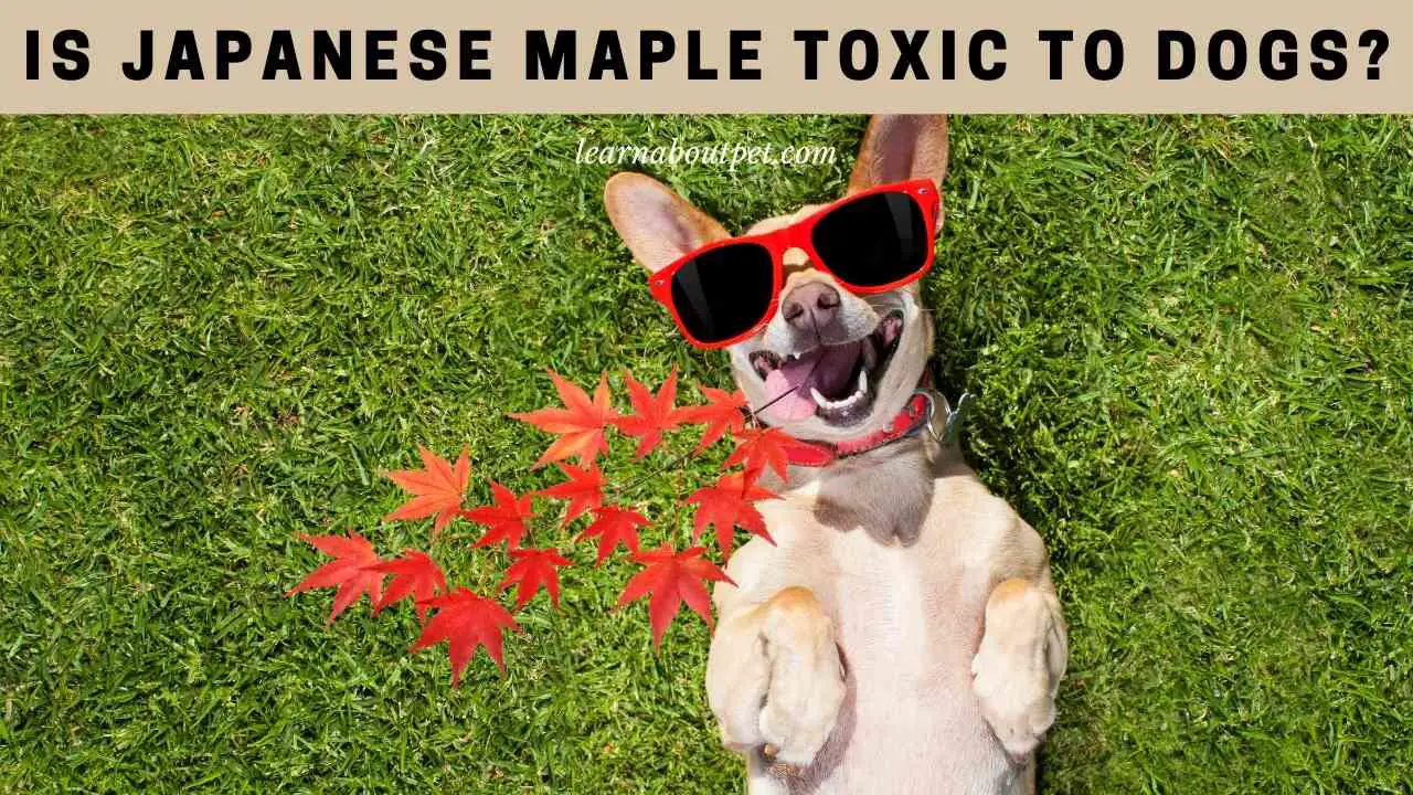 Is Japanese Maple Toxic To Dogs? (7 Clear Facts) - 2023