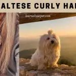 Maltese Curly Hair : Do Maltese Dogs Have Curly Hair? 7 Cool Facts