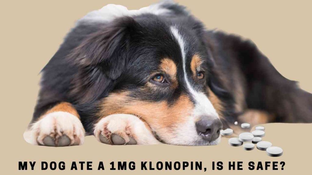My dog ate a 1mg klonopin