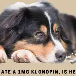 My Dog Ate A 1mg Klonopin, Is He Safe? 15 Clear Facts