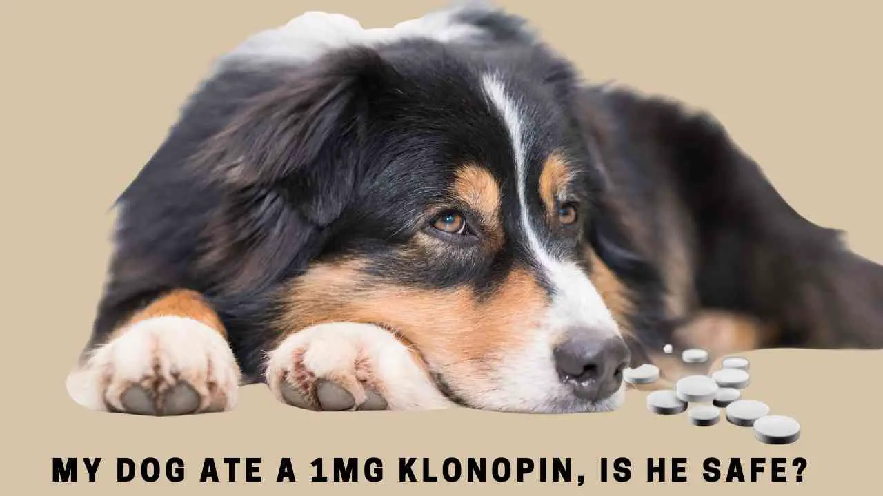My Dog Ate A 1mg Klonopin, Is He Safe? 15 Clear Facts - 2022