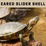 Red Eared Slider Shell Rot : (10 Clear Solutions)