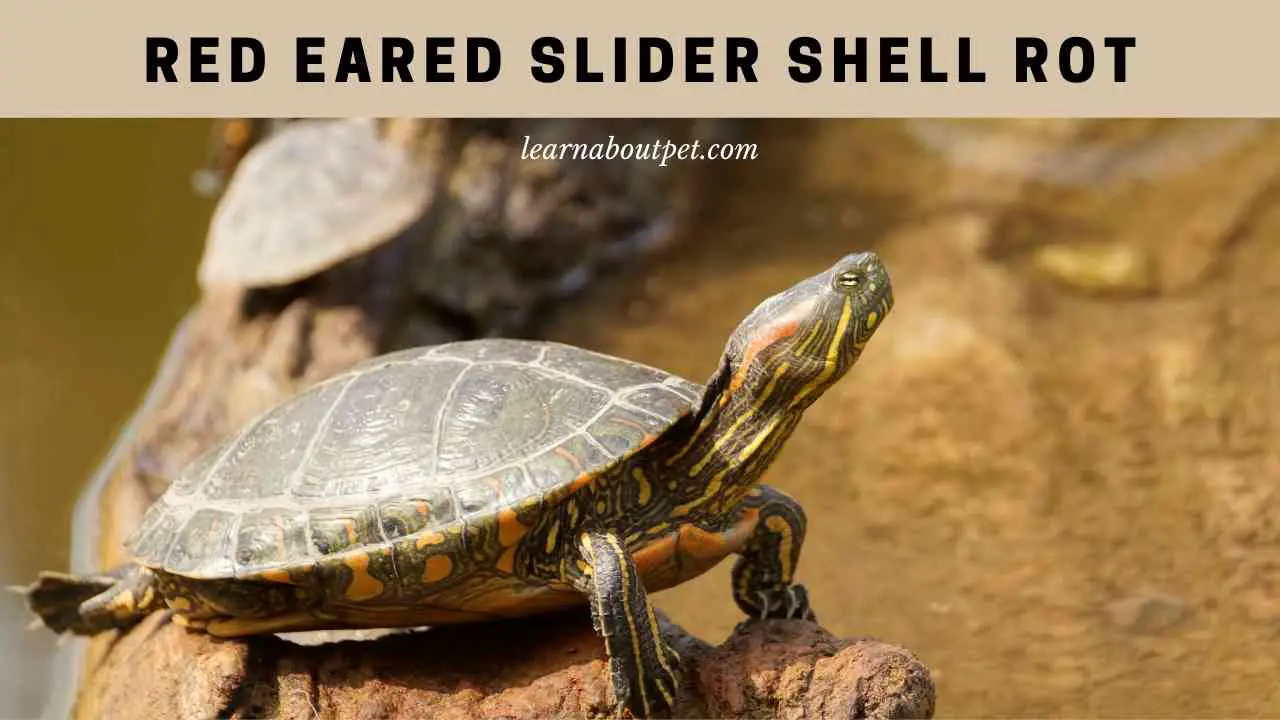 Red Eared Slider Shell Rot : (10 Clear Solutions) 2022