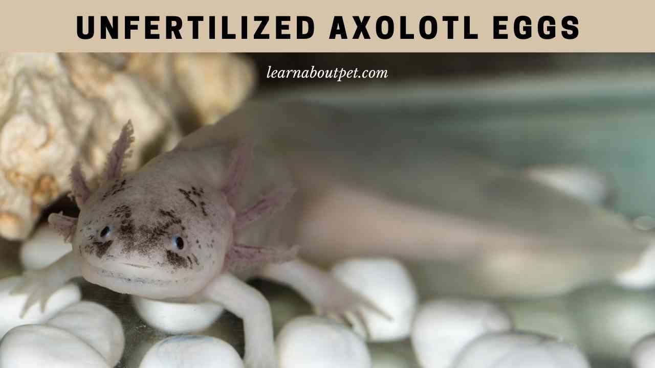 Unfertilized Axolotl Eggs Can Axolotls Lay Unfertilized Eggs? 5 Clear