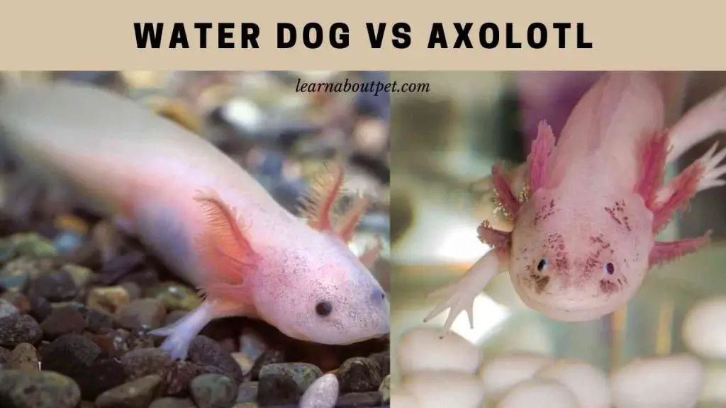 Water dog vs axolotl