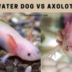Water Dog Vs Axolotl