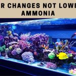 water changes not lowering ammonia