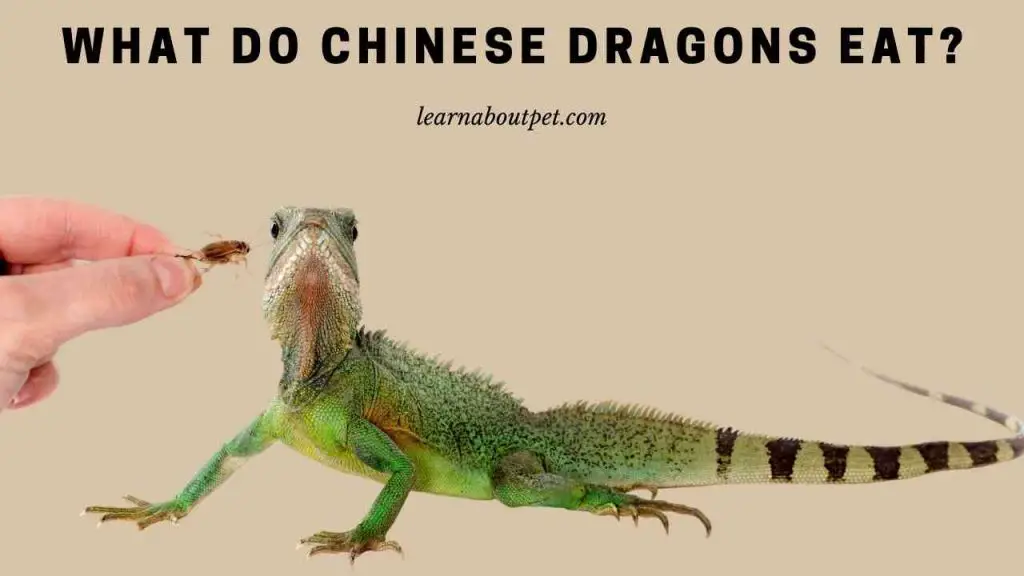 what-do-chinese-dragons-eat-7-interesting-facts-2023