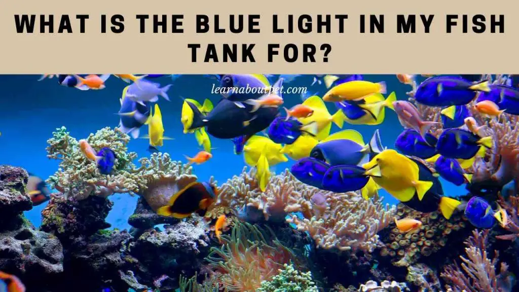 What is the blue light in my fish tank for