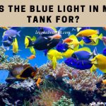 What is the blue light in my fish tank for