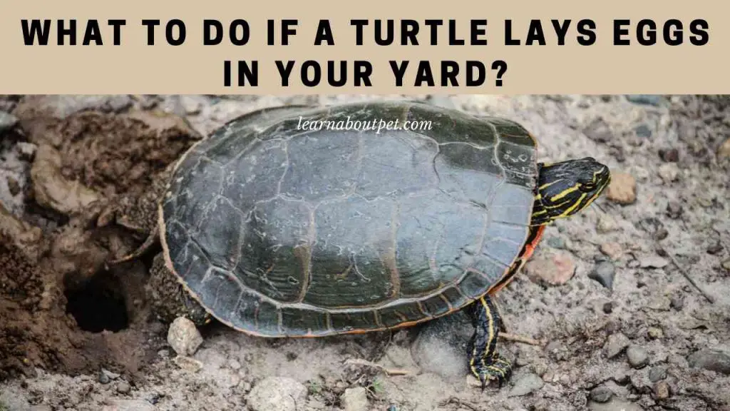 What to do if a turtle lays eggs in your yard