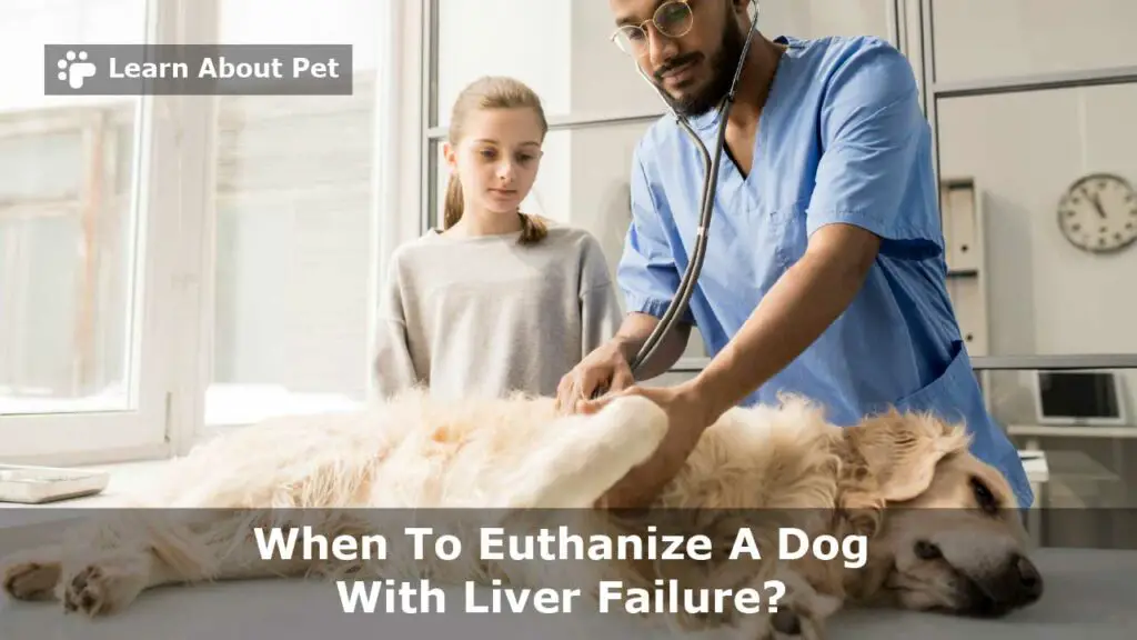 When to euthanize a dog with liver failure