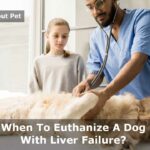 When To Euthanize A Dog With Liver Failure? 4 Stages Of Liver Failure