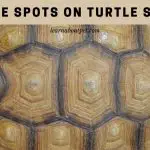 White Spots On Turtle Shell : (7 Clear Health Facts)